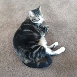 Profile Picture of Charles Chiles (@charles.chiles.750) on Instagram