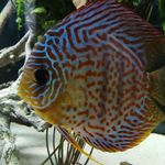 Profile Picture of Daniel Thormann (@thormanndaniel) on Instagram