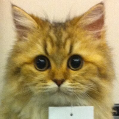 Profile Picture of William Tso (@WilliamTTso) on Twitter