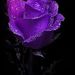 Profile Picture of Lance Givens (@browneyes12281) on Pinterest