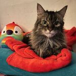 Profile Picture of Ďëbbïë Jøšëph (@ms.giggles74) on Instagram