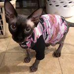 Profile Picture of Lorie Arnold Kemp (@loriearnoldkemp) on Instagram