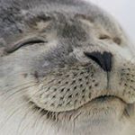Profile Picture of Cathy Lennox (@furseal2019) on Instagram