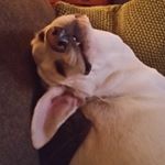Profile Picture of Janet Booker (@gigibelle61) on Instagram