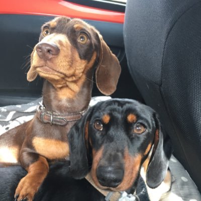 Profile Picture of Steve And Stan-Stan The Sausages (@SpectacleSteve) on Twitter