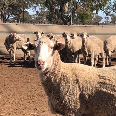 JB Tancred GRASS Merinos - Twitter Profile Picture of JB Tancred GRASS Merinos (@JBTancred) on Twitter