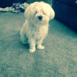 Profile Picture of Baxter Hill (@_baxter_the_dog_) on Instagram