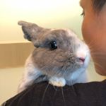 Profile Picture of jimjimtherabbit (@jimjimtherabbit) on Instagram
