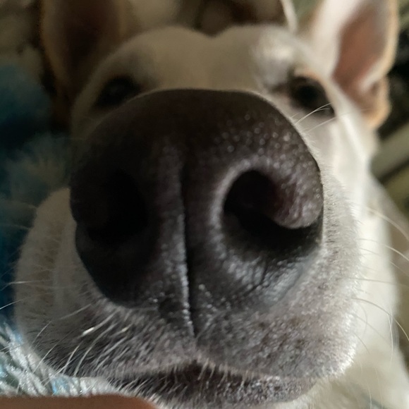 Profile Picture of Eddie Noboa (@edduenoboa) on Poshmark