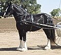 Profile Picture of Shire horseon Wikipedia