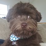 Profile Picture of Richard catts (@henryourhavanese) on Instagram