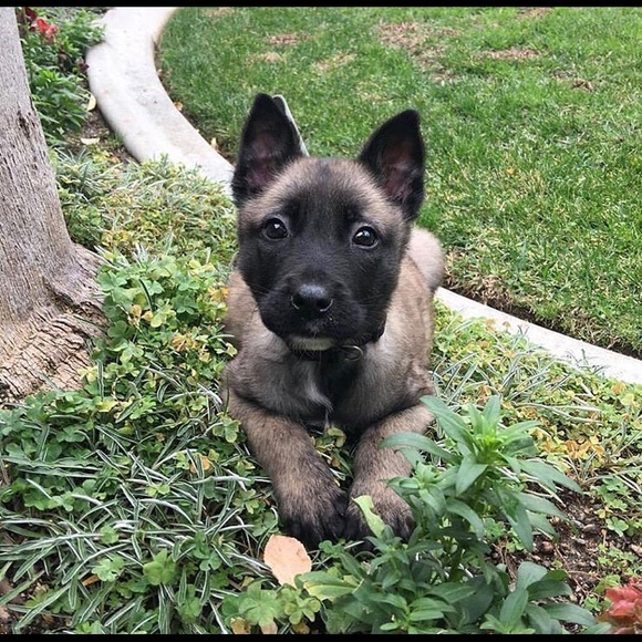 Profile Picture of Chris Matthew (@ksfire02) on Poshmark