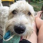 Profile Picture of Kim Schappell (@schappellkim) on Instagram