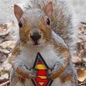 Profile Picture of Sapper Dan R.E. 🇬🇧 🐿 (@Hyssydan) on Twitter