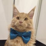 Profile Picture of Мейн-куны Сэм и Иви (@coon_sam) on Instagram