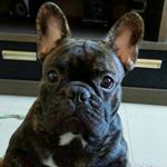 Profile Picture of Ernesto Pinto BULL (@ernesto.bull) on Instagram