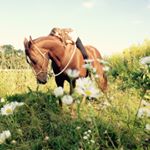 Profile Picture of Pferde🦄.     🐴Freizeit Reiten🐴 (@besthorse_joy) on Instagram