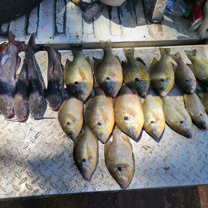 Profile Picture of Matthew628929 (@bassman1744) on Tiktok