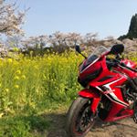 Profile Picture of A Maki (@akiko_macky) on Instagram