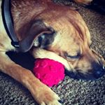 Profile Picture of Stacey Scheppner (@scheppy5550) on Instagram