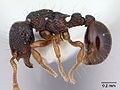 Profile Picture of Adelomyrmexon Wikipedia
