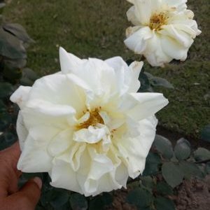 Profile Picture of Bharat Desai (@bharatdesai555) on Twitter