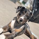 Profile Picture of Alex Bitterman (@bitterman_alex) on Instagram