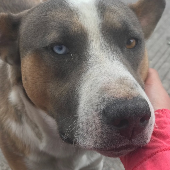 Profile Picture of Hilda Maciel (@hmaci) on Poshmark