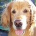 Profile Picture of Robbie Hutter (@ghutter2) on Pinterest
