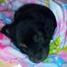 Profile Picture of Hershey Campbell (@hershey.gamira) on Facebook