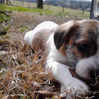 Profile Picture of BananaPieLord (@micah_grimes) on Twitter