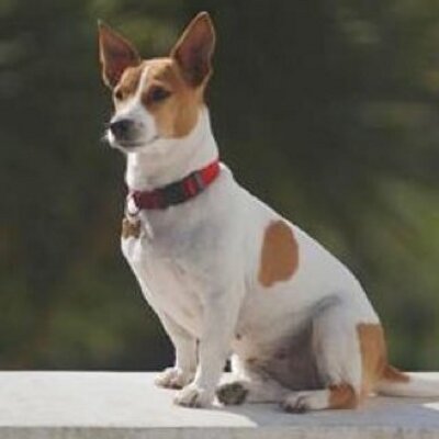 Profile Picture of Russ Dixon (@dog_russell) on Twitter