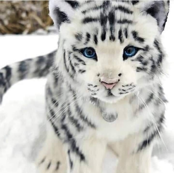 Anita Bredeson - Poshmark Profile Picture of Anita Bredeson (@anitabredeson) on Poshmark