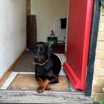 Profile Picture of Iris KrauseHarder (@dobermanngangengland) on Instagram
