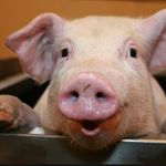 Profile Picture of Jan Cimburek (@jan.cimburek) on Instagram