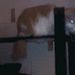 Profile Picture of George Thalman (@gthalman002) on Pinterest