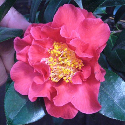 Profile Picture of Rene Dupont (@FrenchABC) on Twitter