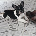 Profile Picture of Shakira Campbell Bulldog (@shakira_campbell7bulldog) on Instagram