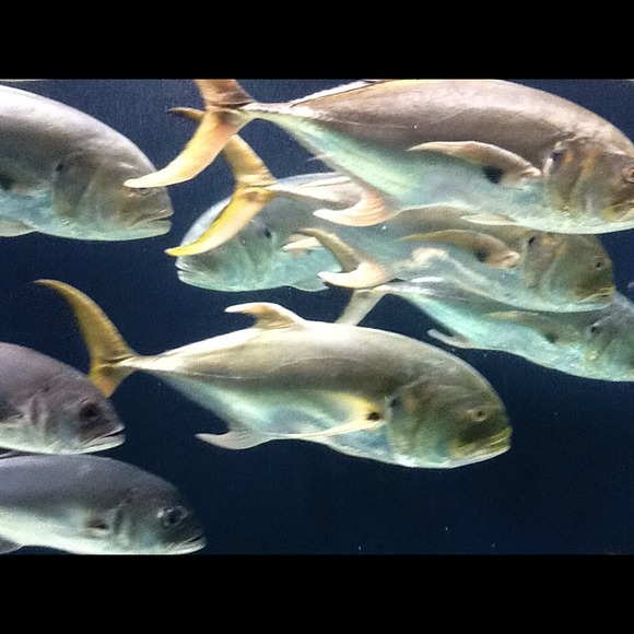 Profile Picture of Johnetta Dixon (@jd30905) on Poshmark