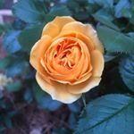 Ellen Knight - Instagram Profile Picture of Ellen Knight (@ellen_f_knight) on Instagram