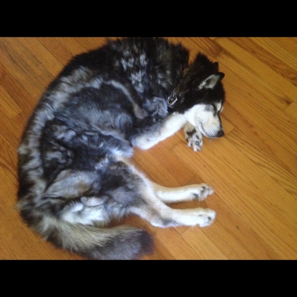 Profile Picture of Alma Casulla (@thesushibeast) on Poshmark