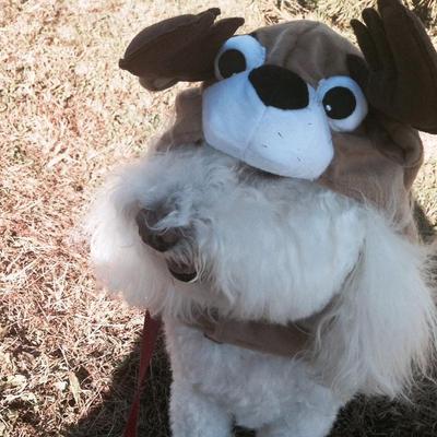 Profile Picture of Buck_Jim_Advent2014 (@@WoofyClaus) on Twitter