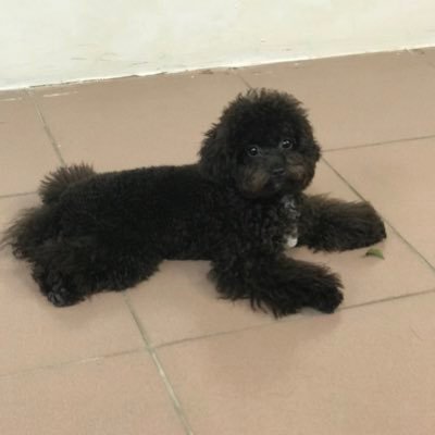 Profile Picture of Dean Tsai (@DeanTsai9) on Twitter