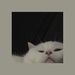 Profile Picture of Merani Cardenas (@Maekimo) on Pinterest