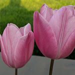 Profile Picture of Michael Scollon (@wct_sm) on Instagram