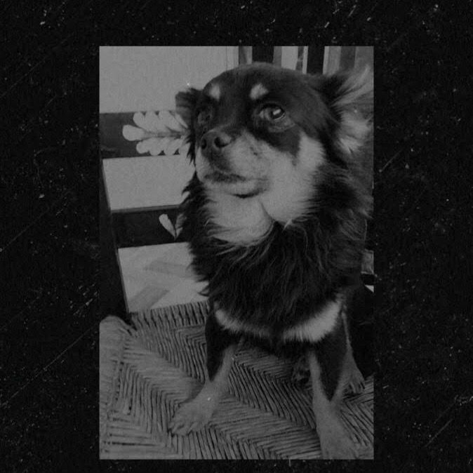 Profile Picture of Todii (@todielperrito) on Tiktok