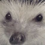 Adele Nugent - Instagram Profile Picture of Adele Nugent (@dellsnugent) on Instagram