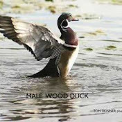 Profile Picture of Tom Skinner (@tskinny45) on Youtube