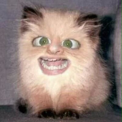 Profile Picture of Max Segal (@XLtacos) on Twitter