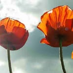 Kandice Lewandowski - Facebook Profile Picture of Kandice Lewandowski (@Kandice-Lewandowski) on Facebook